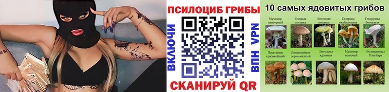 mega как войти  Курчалой  Галлюциногенные грибы мухоморы  дарнет шоп 